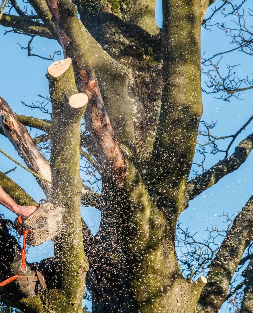 Bomen vellen